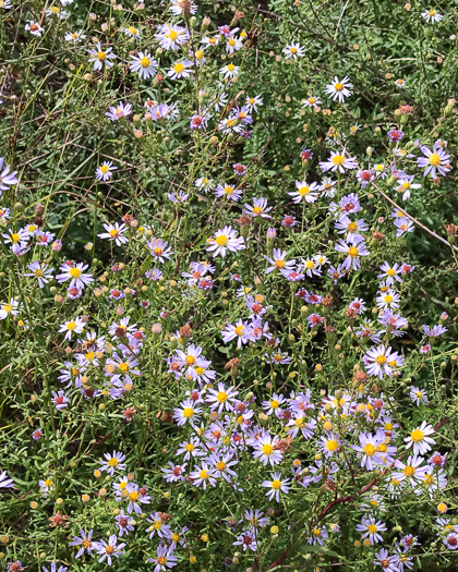 Symphyotrichum dumosum var. dumosum, Bushy Aster, Long-stalked Aster, Rice Button Aster