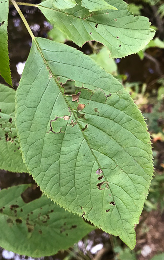 image of Clethra acuminata, Mountain Sweet-pepperbush, Cinnamonbark, Cinnamon Clethra, Mountain White-alder