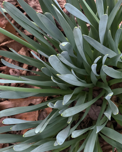 image of Narcissus ×incomparabilis, Nonesuch Daffodil