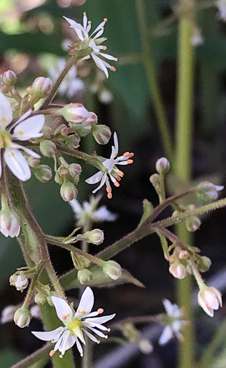 image of Micranthes micranthidifolia, Brook Lettuce, Mountain Lettuce, Branch Lettuce, Lettuceleaf Saxifrage