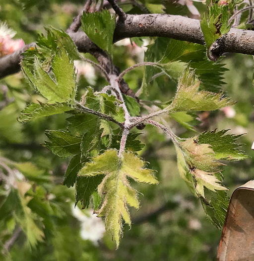 image of Crataegus marshallii, Parsley Hawthorn, Parsley Haw