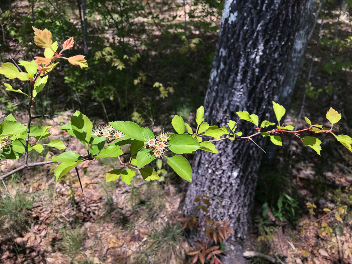 image of Crataegus pinetorum, Pineland Hawthorn