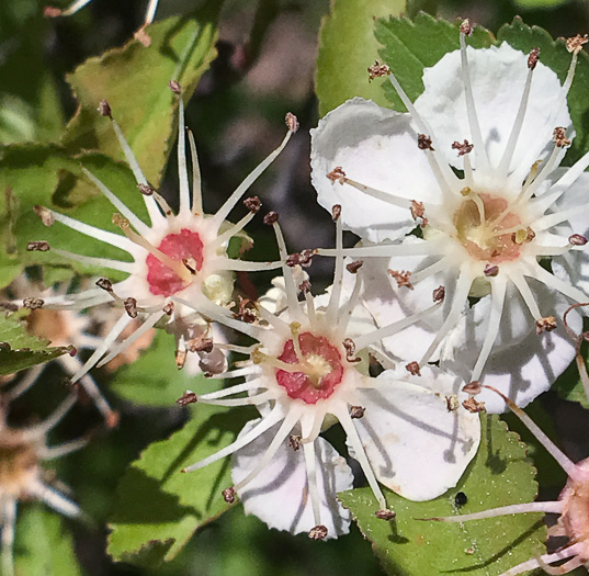 image of Crataegus pinetorum, Pineland Hawthorn