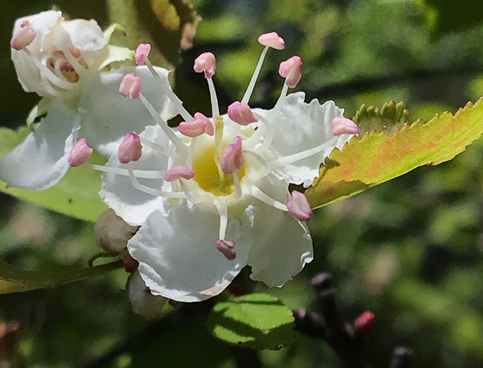 image of Crataegus pinetorum, Pineland Hawthorn