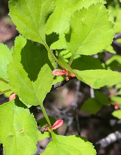image of Crataegus pinetorum, Pineland Hawthorn