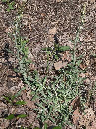 image of Gamochaeta purpurea, Spoonleaf Purple Everlasting, Purple Cudweed, Spoonleaf Cudweed