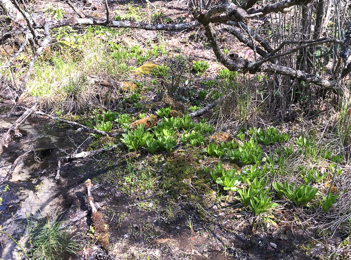image of Helonias bullata, Swamp Pink