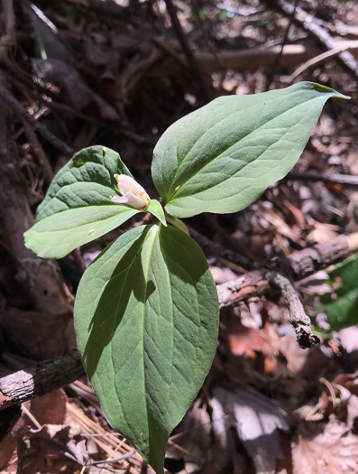image of Trillidium undulatum, Painted Trillium, Striped Wake-robin