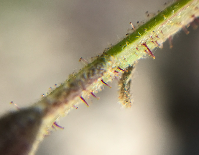 image of Robinia hispida var. kelseyi, Kelsey's Locust