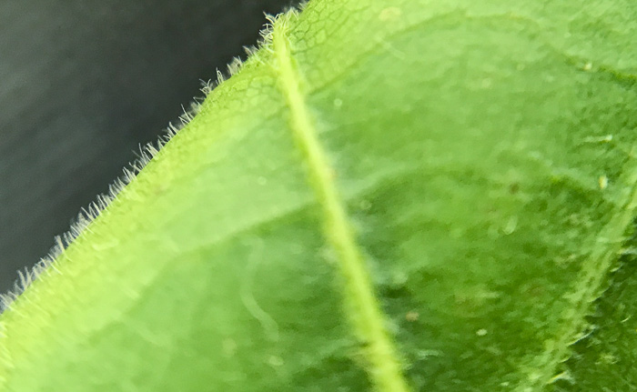 image of Acer leucoderme, Chalk Maple, Small Chalk Maple, White-bark Maple