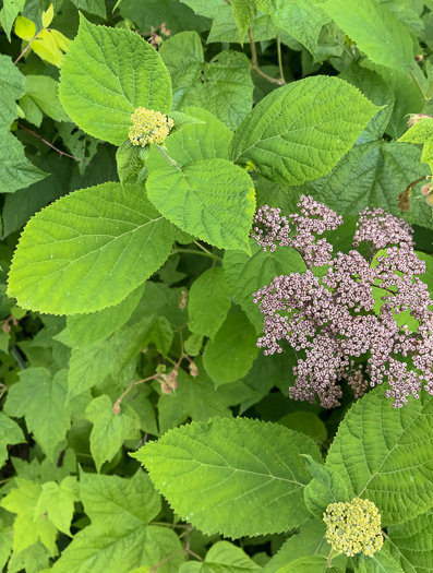 image of Hydrangea arborescens, Smooth Hydrangea, Sevenbark, Northern Wild Hydrangea