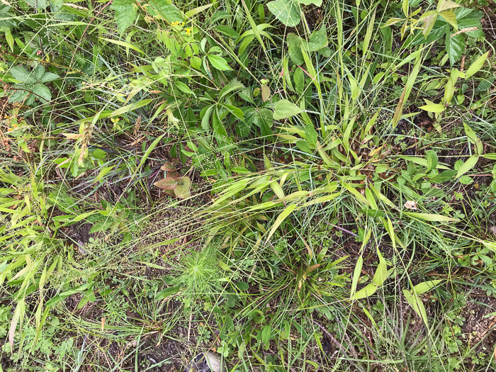 image of Dichanthelium acuminatum complex?, a Witchgrass