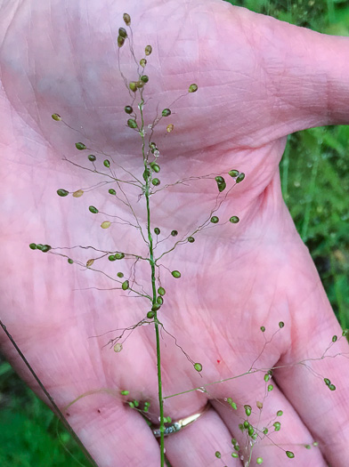 image of Dichanthelium acuminatum complex?, a Witchgrass