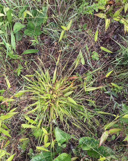image of Dichanthelium acuminatum complex?, a Witchgrass