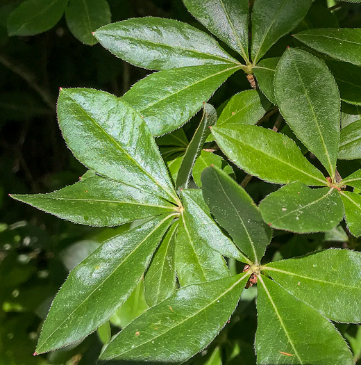 image of Rhododendron arborescens, Sweet Azalea, Smooth Azalea