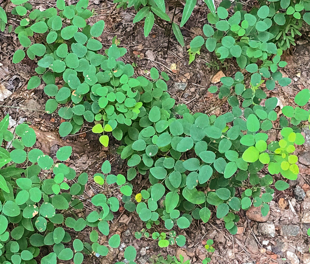 image of Desmodium marilandicum, Smooth Small-leaf Tick-trefoil, Maryland Tick-trefoil
