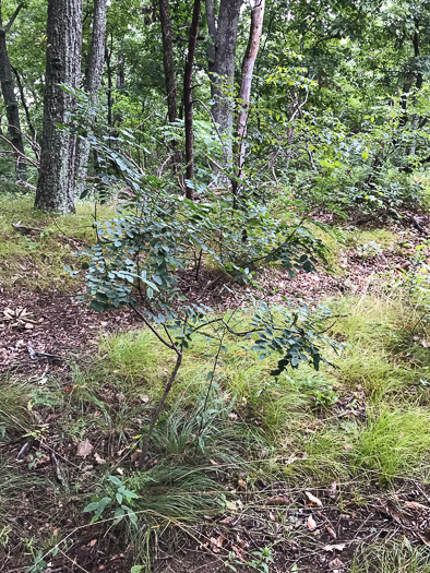 image of Amorpha glabra, Mountain Indigo-bush, Appalachian Indigo-bush, Mountain Indigo, Mountain False Indigo