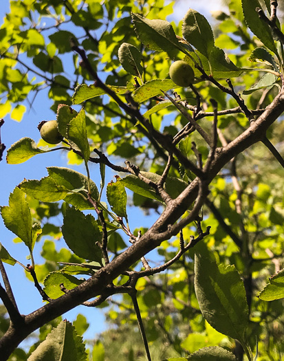image of Crataegus pinetorum, Pineland Hawthorn