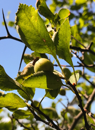 image of Crataegus pinetorum, Pineland Hawthorn