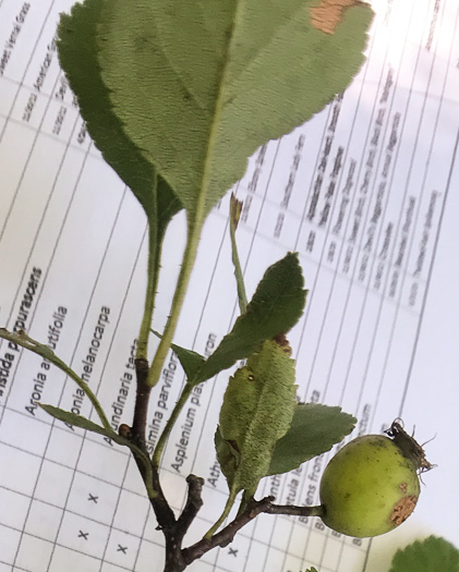 image of Crataegus pinetorum, Pineland Hawthorn