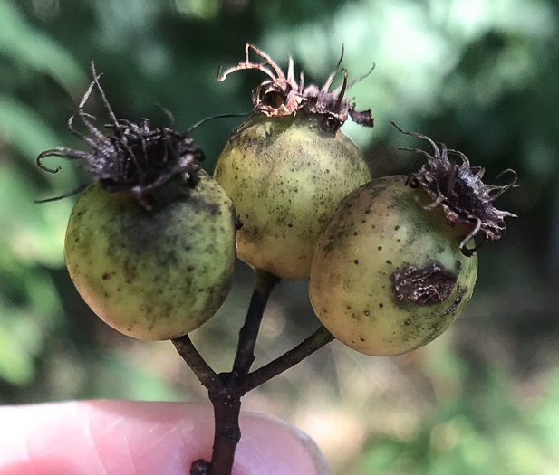image of Crataegus pinetorum, Pineland Hawthorn
