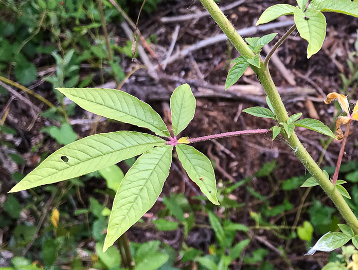 spines