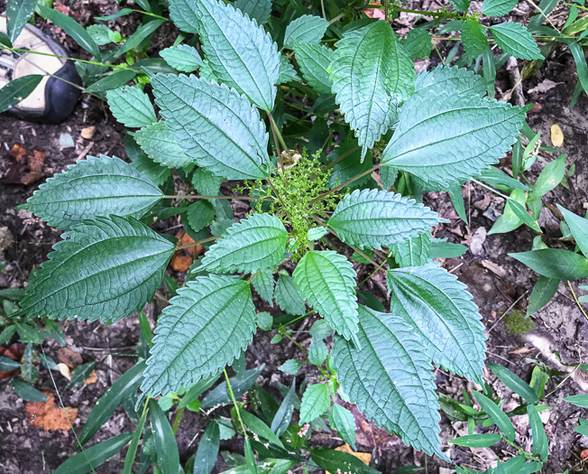 image of Pilea pumila, Greenfruit Clearweed, Richweed, Coolwort, Canadian Clearweed