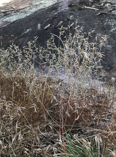image of Croton willdenowii, Outcrop Rushfoil, Willdenow's Croton, Glade Rushfoil, Broadleaf Rushfoil