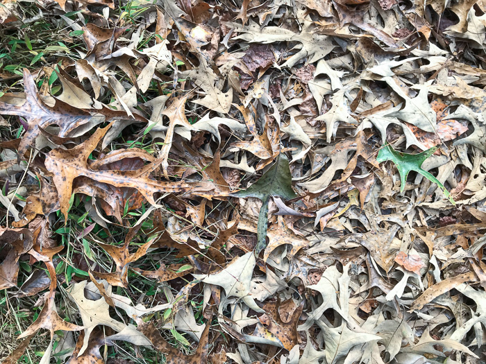 image of Quercus falcata, Southern Red Oak, Spanish Oak