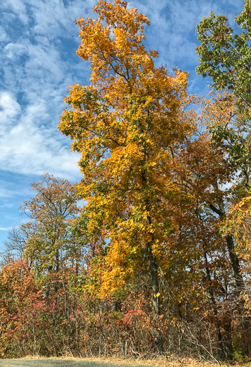 image of Carya pallida, Sand Hickory, Pale Hickory