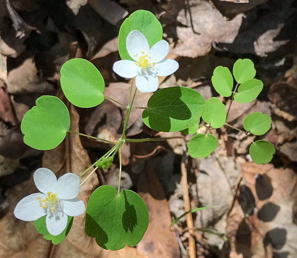 image of Thalictrum thalictroides, Windflower, Rue-anemone, Wind-rue