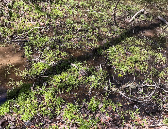 image of Murdannia keisak, Murdannia, Asian Spiderwort, Marsh Dewflower, Wart-removing Herb