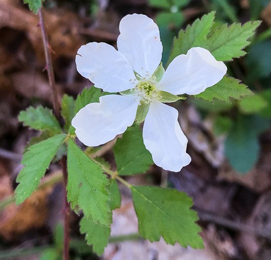 image of Rubus flagellaris, Common Dewberry, Northern Dewberry