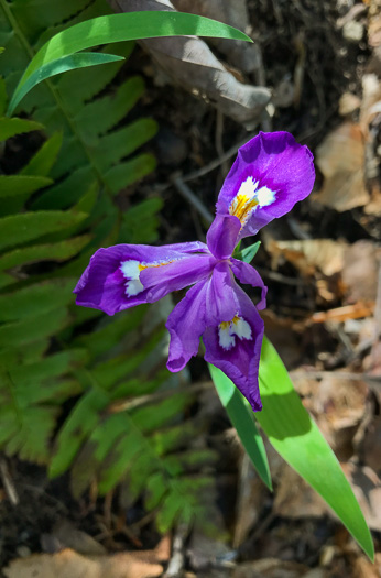 image of Iris cristata, Dwarf Crested Iris