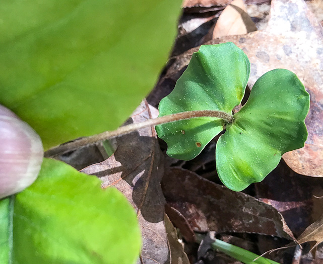 image of Fagus grandifolia +, American Beech