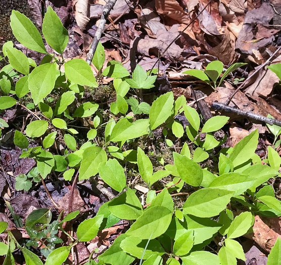 Climbing Hydrangea