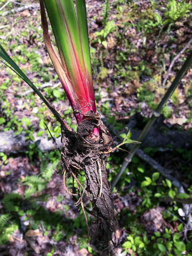 image of Acorus calamus, European Sweetflag, European Calamus