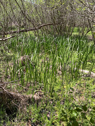 image of Acorus calamus, European Sweetflag, European Calamus