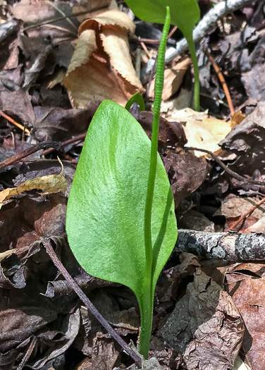 image of Ophioglossum pycnostichum, Southern Adder's-tongue