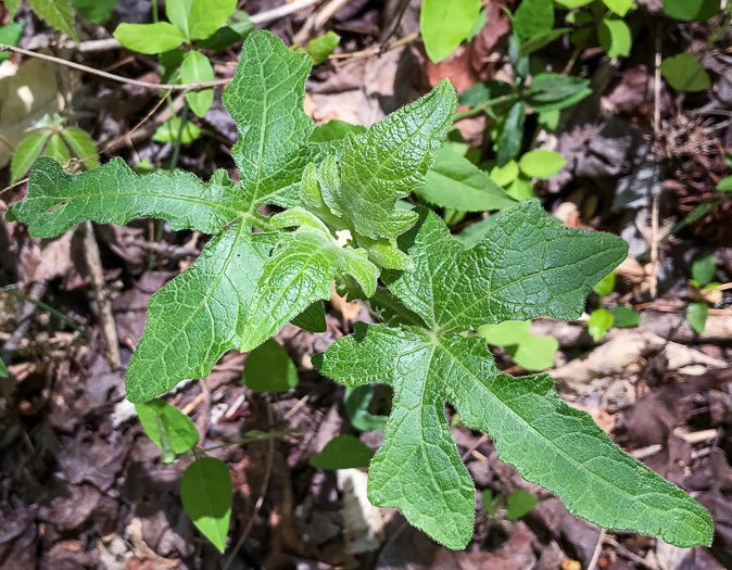 image of Smallanthus uvedalia, Bearsfoot, Hairy Leafcup, Yellow Leafcup
