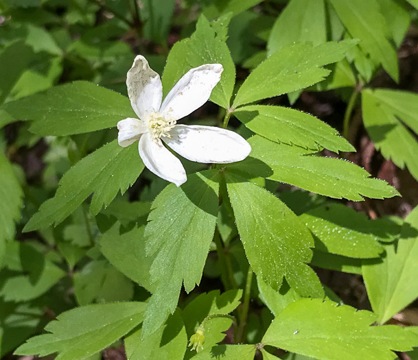 image of Anemone quinquefolia, Wood Anemone