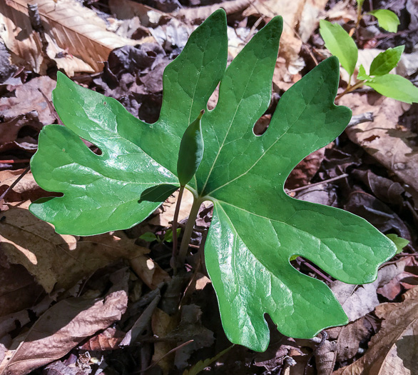 image of Sanguinaria canadensis, Bloodroot, Red Puccoon