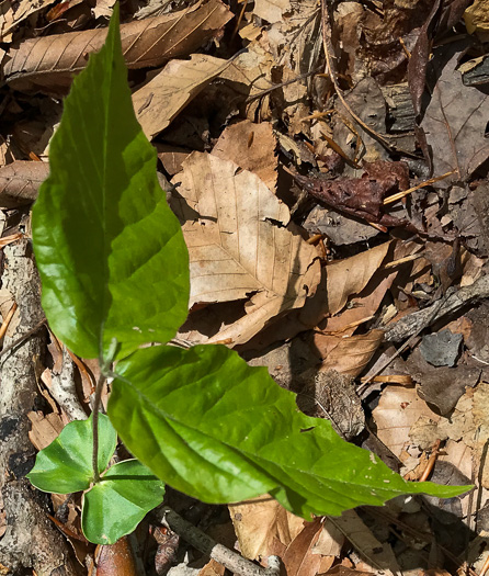 image of Fagus grandifolia +, American Beech