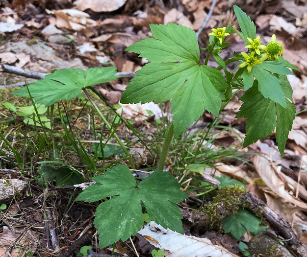 image of Ranunculus recurvatus var. recurvatus, Hooked Buttercup, Hooked Crowfoot
