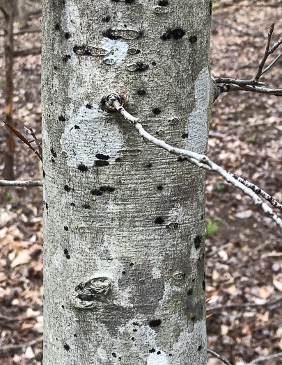 image of Fagus grandifolia +, American Beech