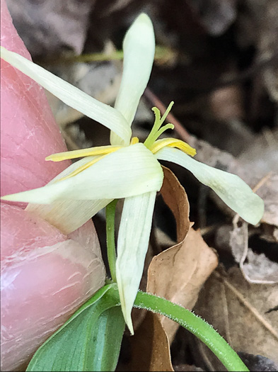 image of Uvularia puberula, Mountain Bellwort, Appalachian Bellwort, Carolina Bellwort, Coastal Bellwort
