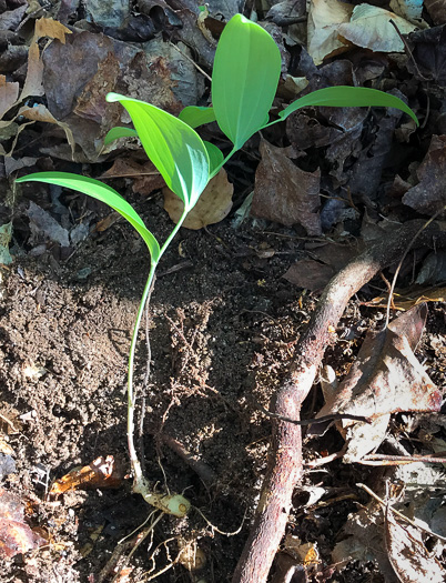 image of Polygonatum biflorum +, Smooth Solomon's Seal