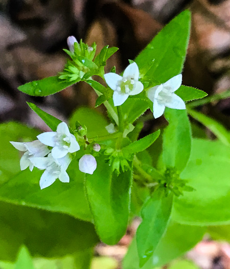 image of Houstonia purpurea, Summer Bluet, Mountain Bluet, Woodland Bluet, Purple Bluet