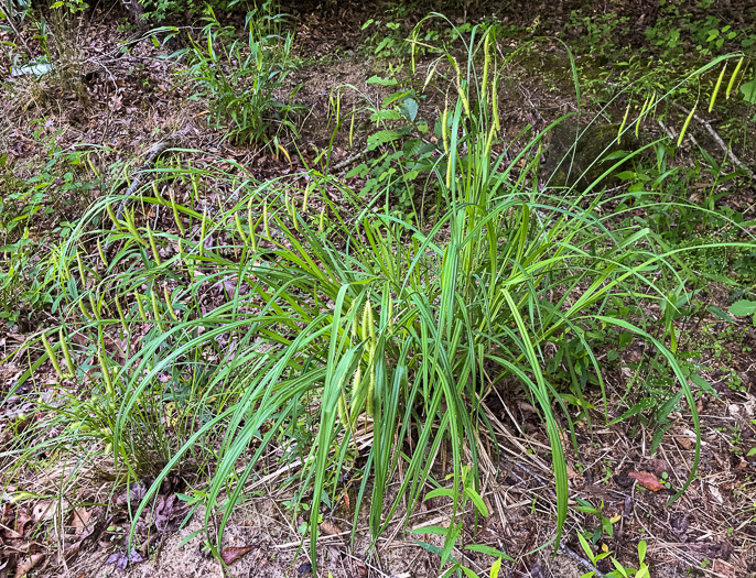image of Carex crinita var. brevicrinis, Short-fringed Sedge
