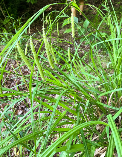 image of Carex crinita var. brevicrinis, Short-fringed Sedge